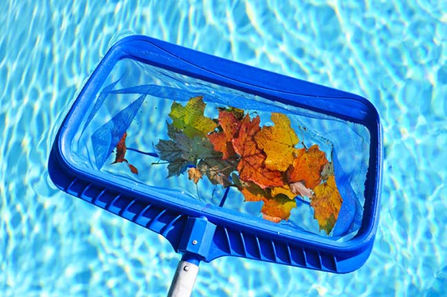 pool skimmer full with leaves