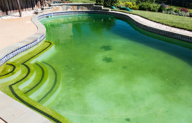 pool with green water